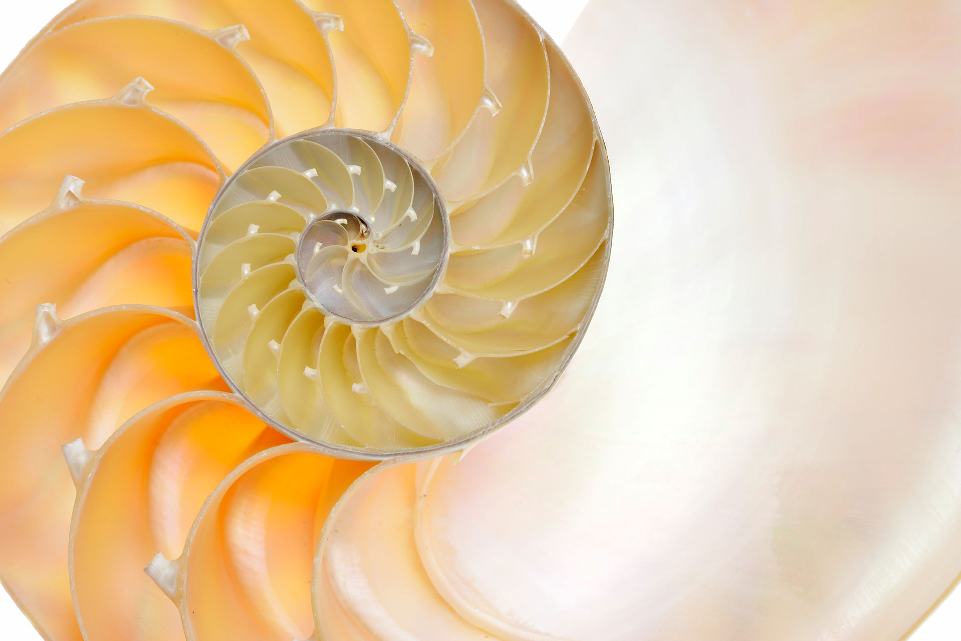 inside a yellow shell spiral