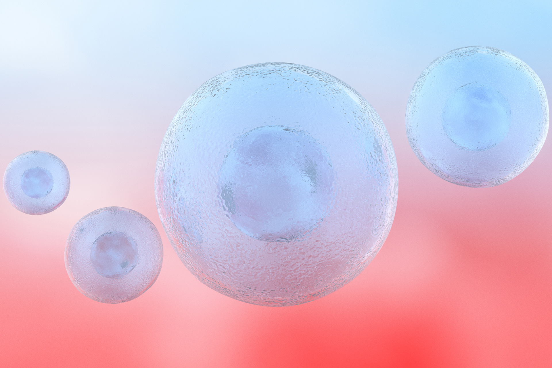 stem cells